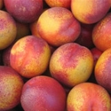Picture of Nectarine Mayglo