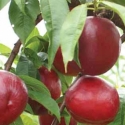 Picture of Nectarine Queen Giant GQ