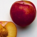 Picture of Nectarine Redfree