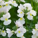 Picture of Nemesia Vanilla