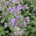 Picture of Nepeta Catmint