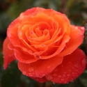 Picture of New Year-Rose