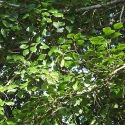 Picture of Nothofagus Fusca