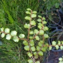 Picture of Nothofagus Menziesii