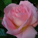 Picture of Nymphenburg-Rose
