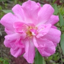 Picture of Old Blush-Rose