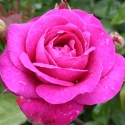 Picture of Old Port Std 80cm-Rose