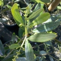 Picture of Olea J5