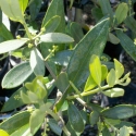Picture of Olea Leccino