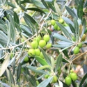 Picture of Olea Pendolina