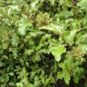 Picture of Olearia Paniculata