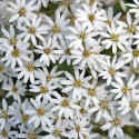 Picture of Olearia cheesemanii