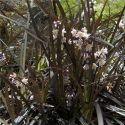 Picture of Ophiopogon Black Dragon