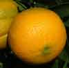 Picture of Orange Cara Cara Blood