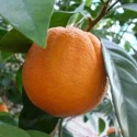 Picture of Orange Fukumoto Dwf