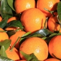 Picture of Orange Seville