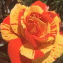 Picture of Oranges and Lemons-Rose
