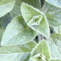 Picture of Oregano True Greek