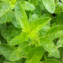 Picture of Oregano