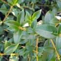 Picture of Osmanthus Delavayi