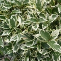 Picture of Osmanthus het. Variegata