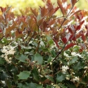 Picture of Osmanthus purpurea