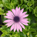 Picture of Osteospermum Lavender