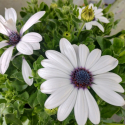 Picture of Osteospermum White Eye