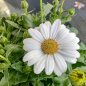 Picture of Osteospermum White