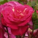 Picture of Outta The Blue Std 80cm-Rose