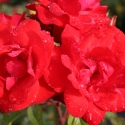 Picture of PJ s Rose-Rose