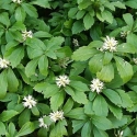 Picture of Pachysandra Green Sheen