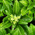 Picture of Pachysandra Green Sheen