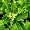 Picture of Pachysandra Terminalis