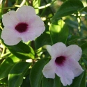 Picture of Pandorea Rosea