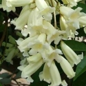 Picture of Pandorea Snowbells