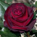 Picture of Papa Meilland Std 80cm-Rose