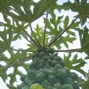 Picture of Papaya