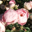 Picture of Paree Pink-Rose