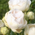 Picture of Paree White-Rose