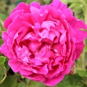 Picture of Parfum De l Hay-Rose