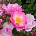 Picture of Paris 2000-Rose