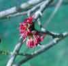 Picture of Parrotia Persica