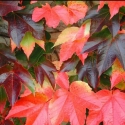 Picture of Parthenocissus Beverly Brooks