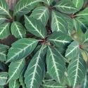 Picture of Parthenocissus Henryana