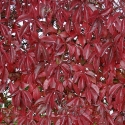 Picture of Parthenocissus Quinquefolia