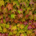 Picture of Parthenocissus T Veitchii