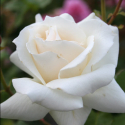 Picture of Pascali Std 80cm Single Bud-Rose