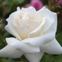 Picture of Pascali Std 80cm-Rose