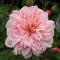 Picture of Paul Transon Std Weeper 1.8m-Rose